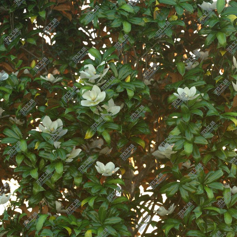 images/goods_img/2021040162/Magnolia tree (2)/3.jpg